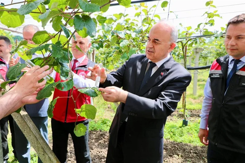 Kahverengi Kokarca İle Mücadele Kapsamında 300 Bin Samuray Arısı Doğaya Salındı