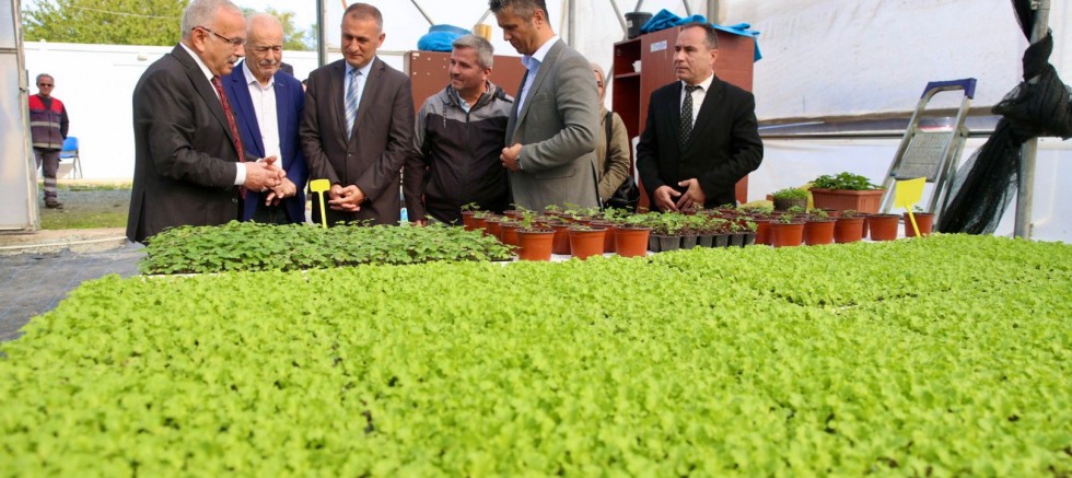 400 BİN KIŞLIK SEBZE FİDESİ DAĞITIMA HAZIR