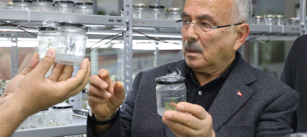 ATA TOHUMLARI ORDU’DA HAYAT BULUYOR 