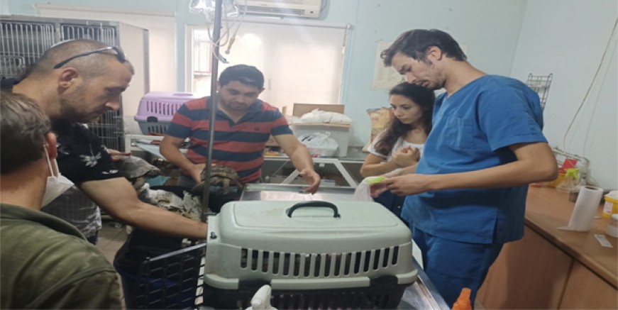 BÜYÜKŞEHİR, MANAVGAT YANGININDAN KURTARILAN KAPLUMBAĞA’NIN YARDIMINA KOŞTU