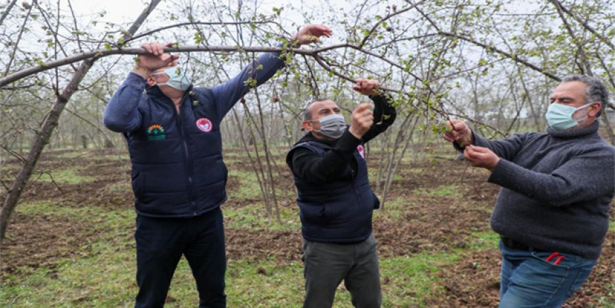 FINDIK OCAKLARINA GÜBRE ATTI, ÇAPALAMA YAPTI