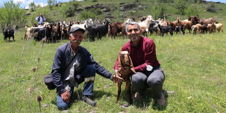 HALEP KEÇİLERİ ORDU YAYLALARINDA