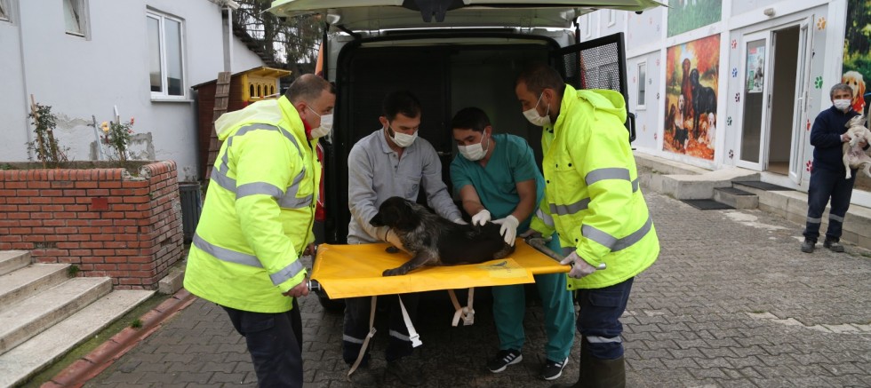 HAYVAN AMBULANSI CAN DOSTLARA CAN KATTI