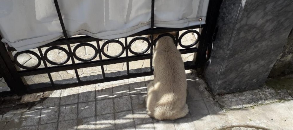 KAFASI DEMİR KAPIYA SIKIŞAN YAVRU KÖPEK KURTARILDI