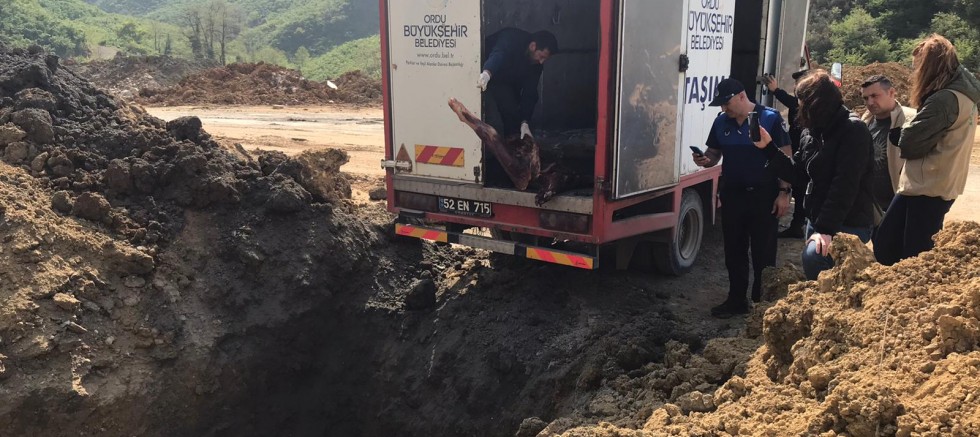 ORDU’DA 2 TON KAÇAK VE SAHTE MÜHÜRLÜ ET İMHA EDİLDİ