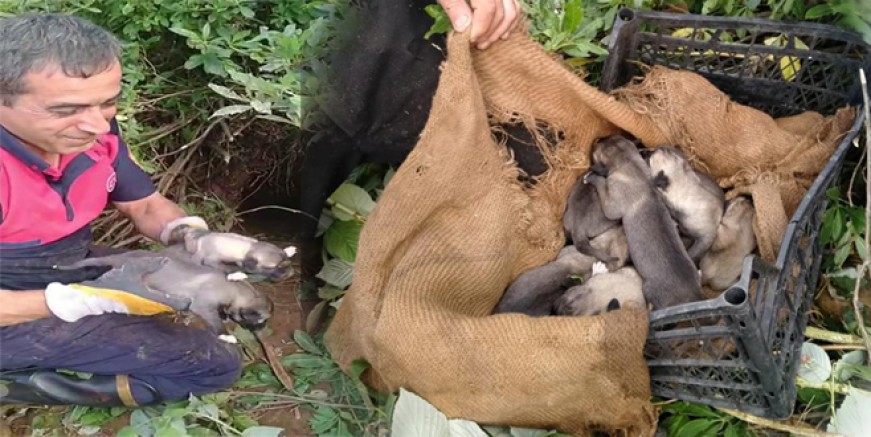 ORDU İTFAİYESİ 7 KÖPEK YAVRUSU İÇİN SEFERBER OLDU