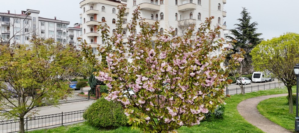 ORDU’NUN PARKLARINDA AĞAÇLAR ÇİÇEK AÇTI 