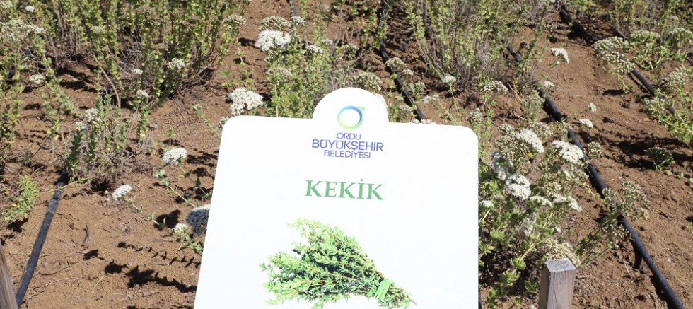 ORDU, TIBBİ VE AROMATİK BİTKİLERİN ÜSSÜ HALİNE GELİYOR