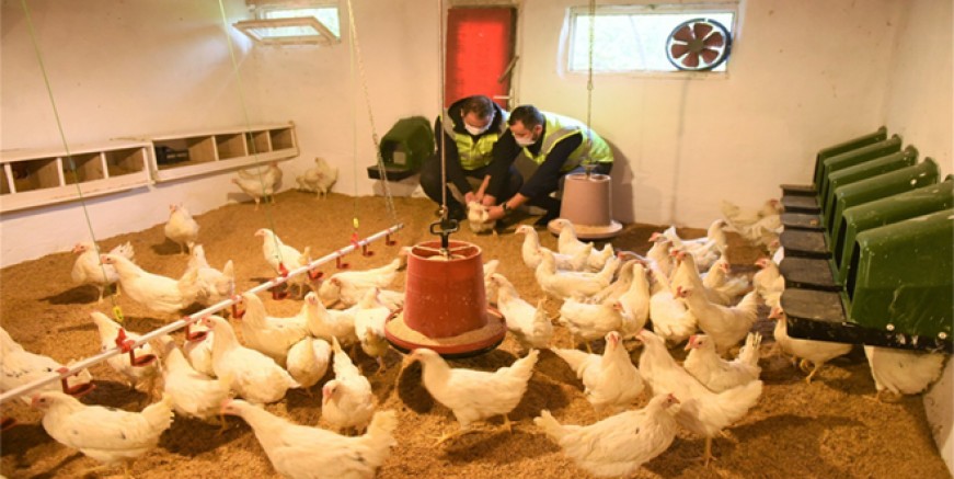ORGANİK YUMURTA PAZARINDA ALTINORDU MARKASI