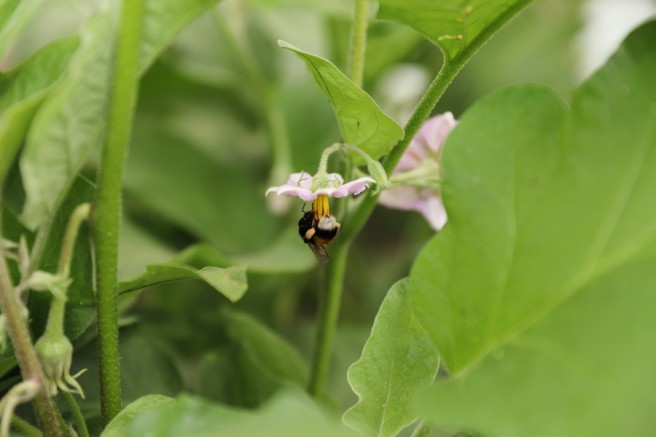 SERALARA BOMBUS ARISI DOPİNGİ