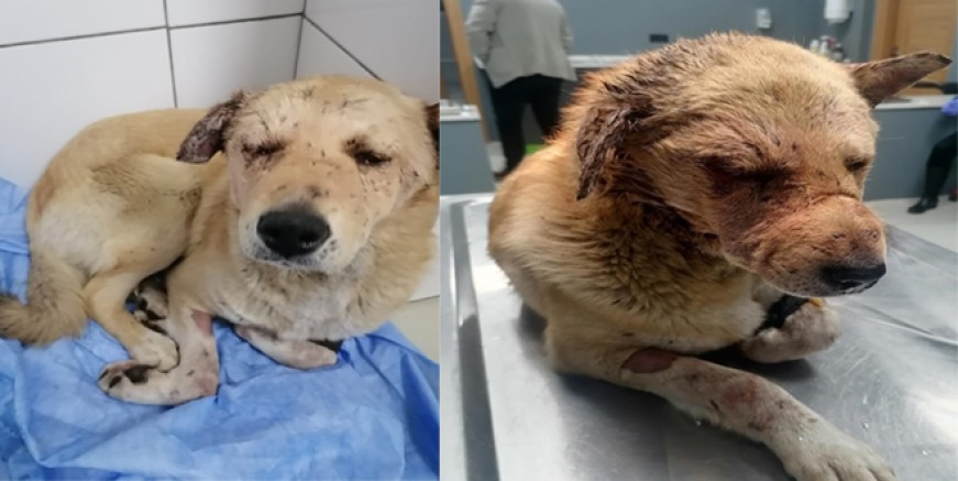 SİLAHLA YARALANAN KÖPEK GÖRME YETİSİNİ KAYBETTİ