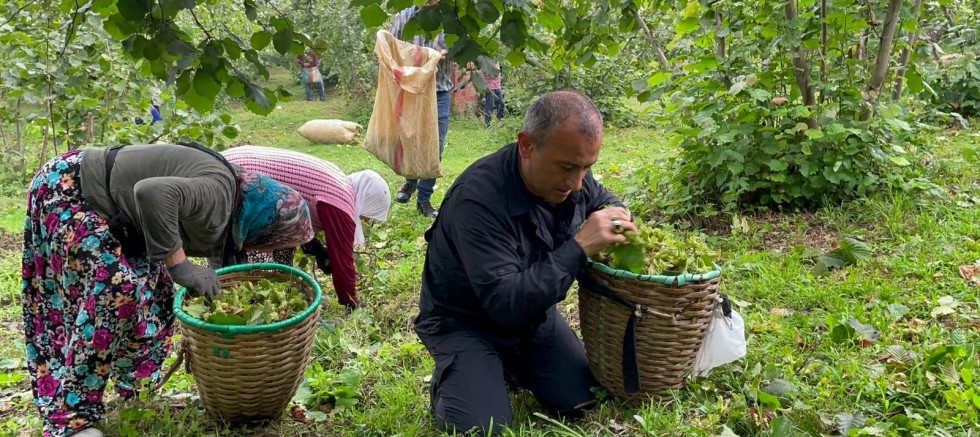 VALİ SONEL, FINDIK HASADINA KATILDI